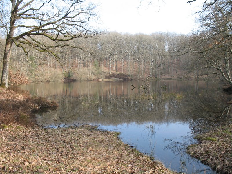 Lichens forestiers 3.3.2013 063